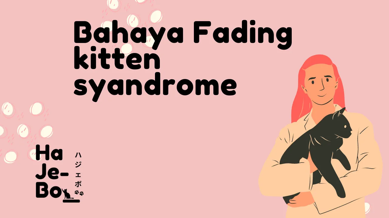 Bahaya Fading kitten syndrome pada kucing