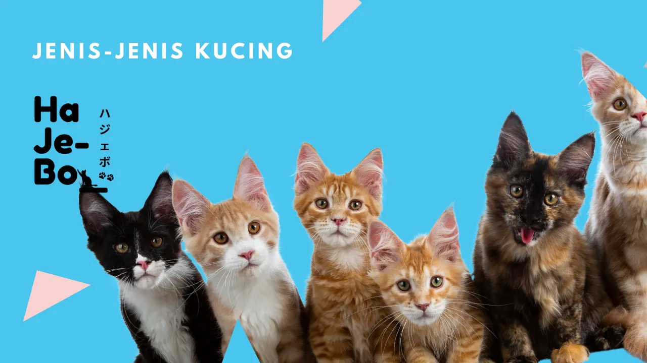 jenis kucing