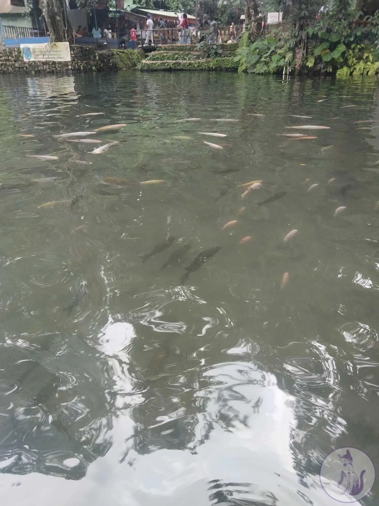 area mata air di senjoyo